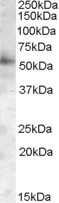 PIST Antibody in Western Blot (WB)