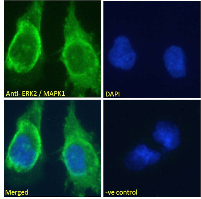 ERK2 Antibody in Immunocytochemistry (ICC/IF)