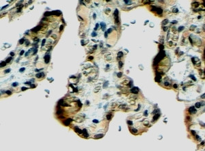 Klotho Antibody in Immunohistochemistry (Paraffin) (IHC (P))