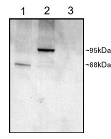 PDE4D Antibody in Western Blot (WB)