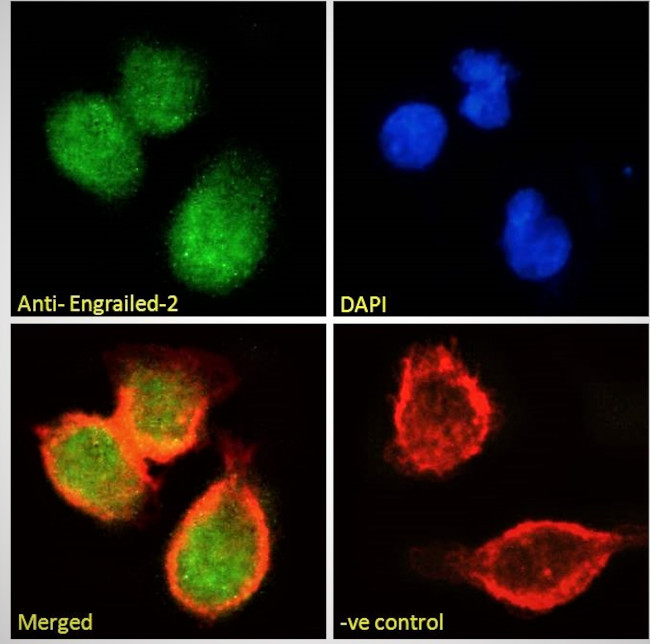 EN2 Antibody in Immunocytochemistry (ICC/IF)