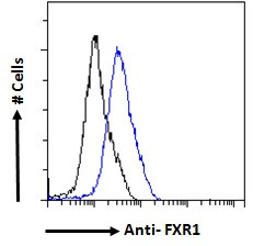 FXR1 Antibody in Flow Cytometry (Flow)