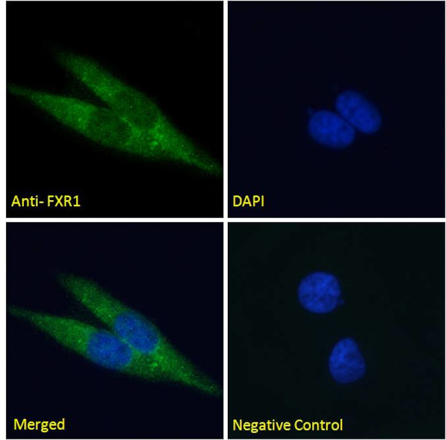 FXR1 Antibody in Immunocytochemistry (ICC/IF)