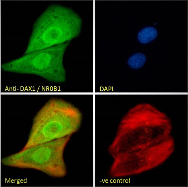 NR0B1 Antibody in Immunocytochemistry (ICC/IF)