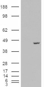 PCBP4 Antibody in Western Blot (WB)