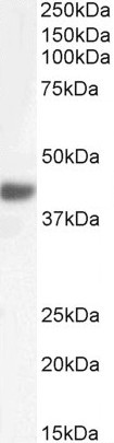 FBXO32 Antibody in Western Blot (WB)