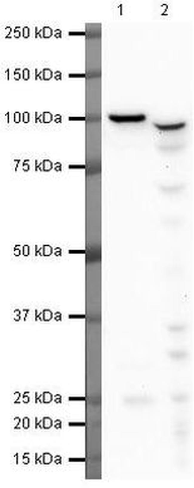 PIWIL1 Antibody in Western Blot (WB)