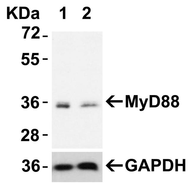 MyD88 Antibody in Western Blot (WB)
