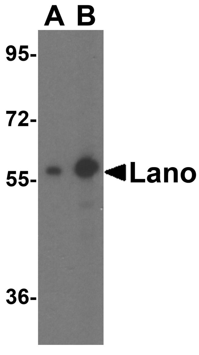 Lano Antibody in Western Blot (WB)