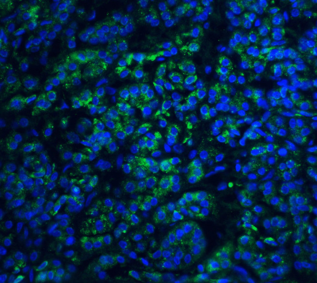 ENDOG Antibody in Immunohistochemistry (PFA fixed) (IHC (PFA))