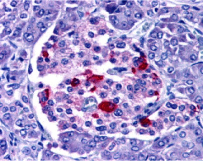 ENDOG Antibody in Immunohistochemistry (Paraffin) (IHC (P))