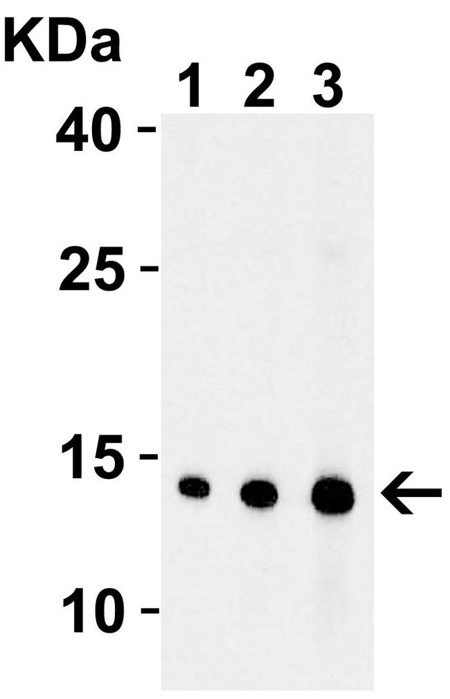 ENDOG Antibody in Western Blot (WB)