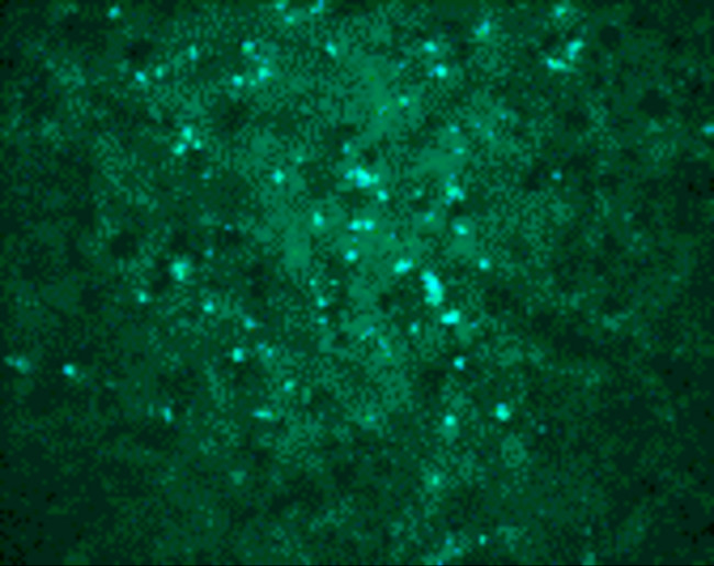 West Nile Virus Core Antigen Antibody in Immunocytochemistry (ICC/IF)