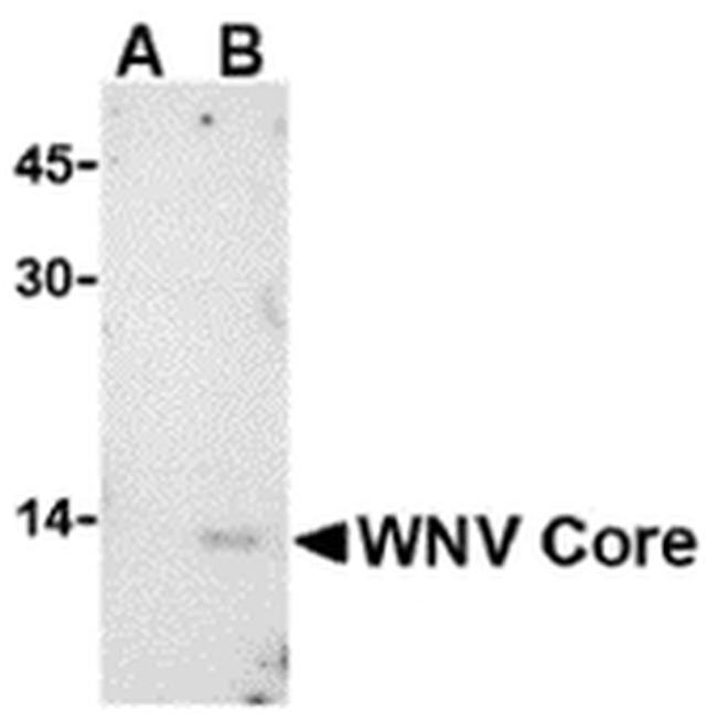 West Nile Virus Core Antigen Antibody in Western Blot (WB)