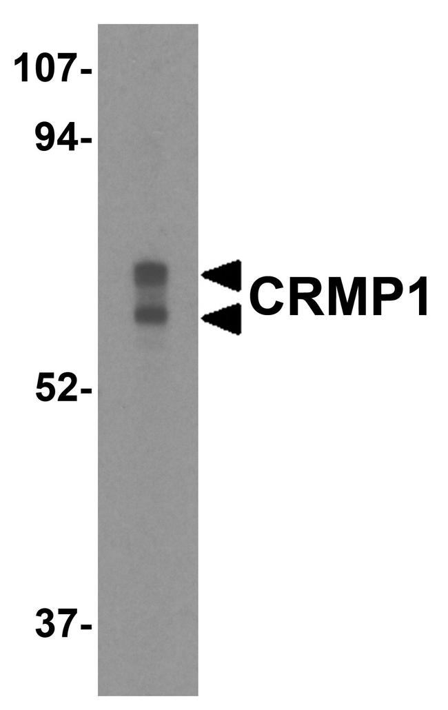 CRMP1 Antibody in Western Blot (WB)