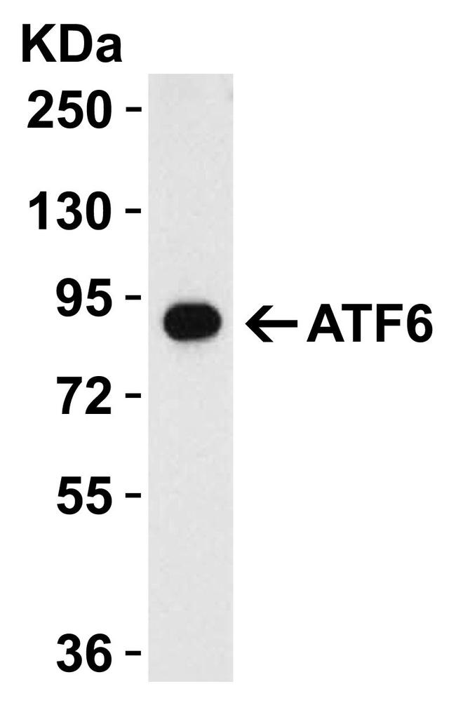 ATF6 Antibody in Western Blot (WB)