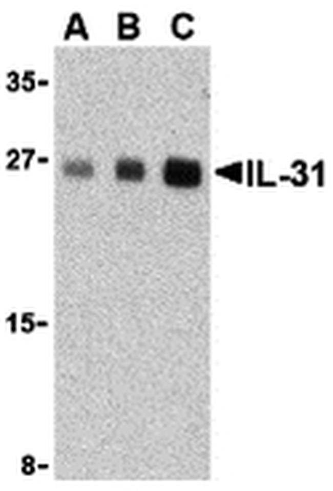 IL-31 Antibody in Western Blot (WB)