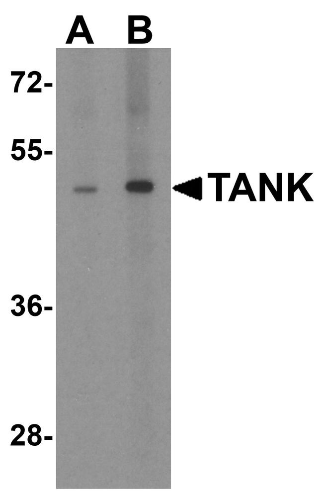 TANK Antibody in Western Blot (WB)