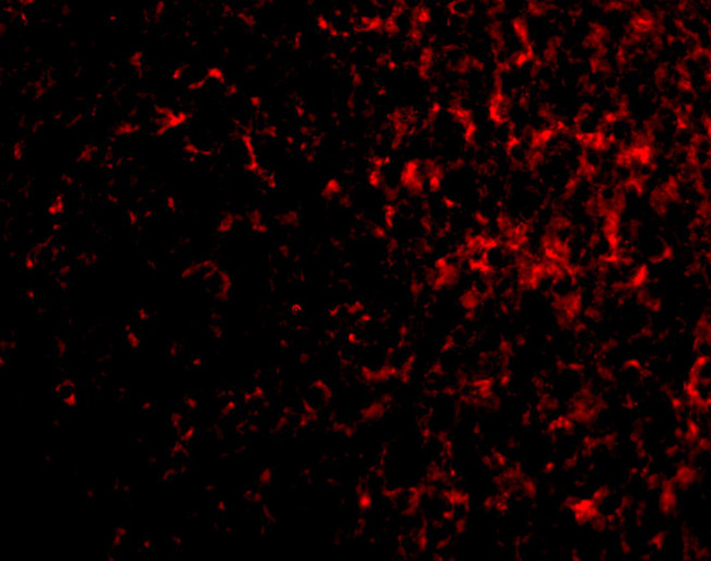 AVEN Antibody in Immunocytochemistry (ICC/IF)