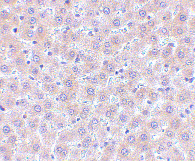 CD254 (RANK Ligand) Antibody in Immunohistochemistry (Paraffin) (IHC (P))