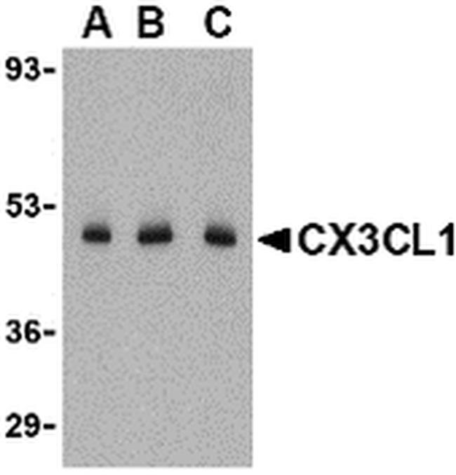 CX3CL1 Antibody in Western Blot (WB)