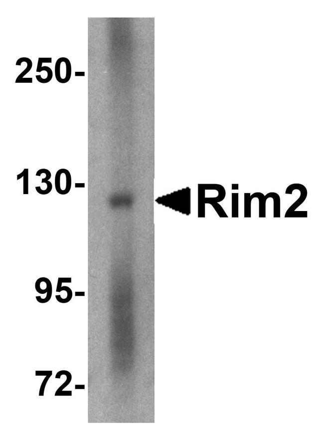 RIM2 Antibody in Western Blot (WB)