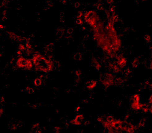 TRIM30 Antibody in Immunocytochemistry (ICC/IF)