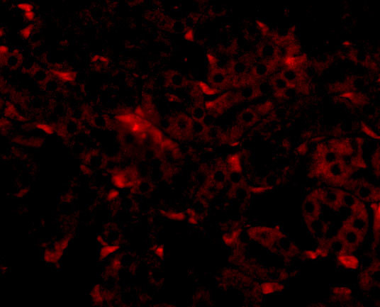 GNPDA2 Antibody in Immunohistochemistry (IHC)