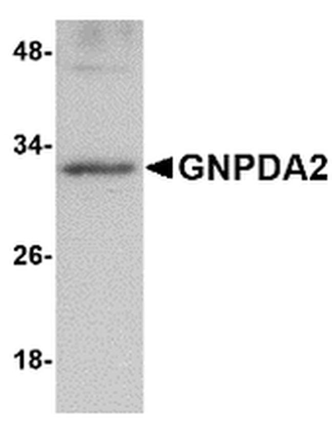 GNPDA2 Antibody in Western Blot (WB)