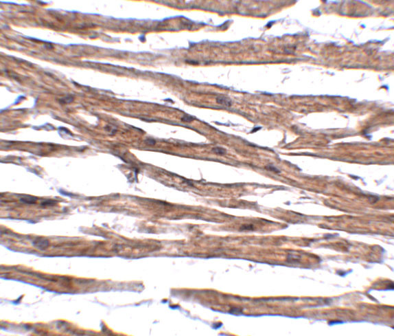 MAK10 Antibody in Immunohistochemistry (IHC)