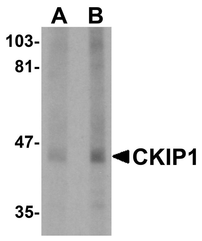 PLEKHO1 Antibody in Western Blot (WB)