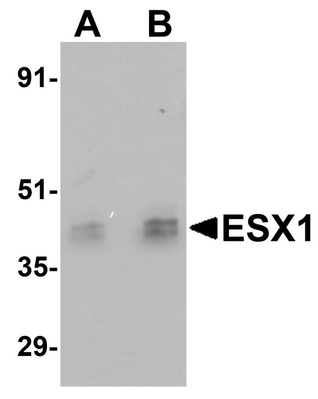 ESX1 Antibody in Western Blot (WB)