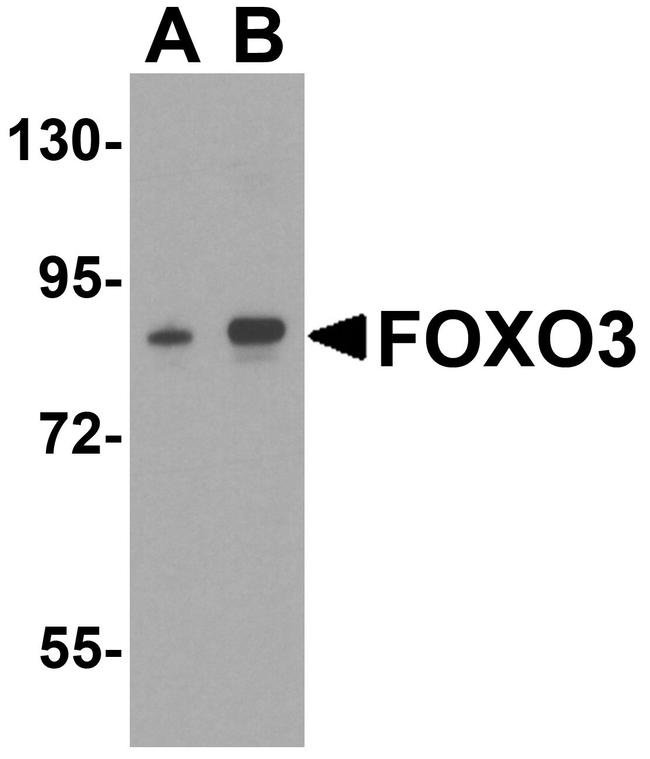 FOXO3A Antibody in Western Blot (WB)