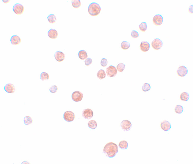 PLAC2 Antibody in Immunocytochemistry (ICC/IF)