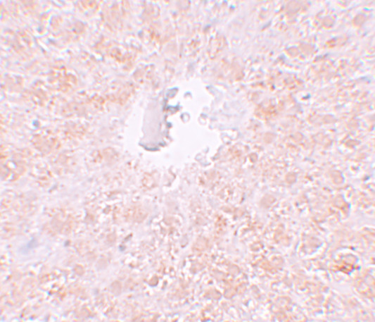 PIWIL1 Antibody in Immunohistochemistry (IHC)