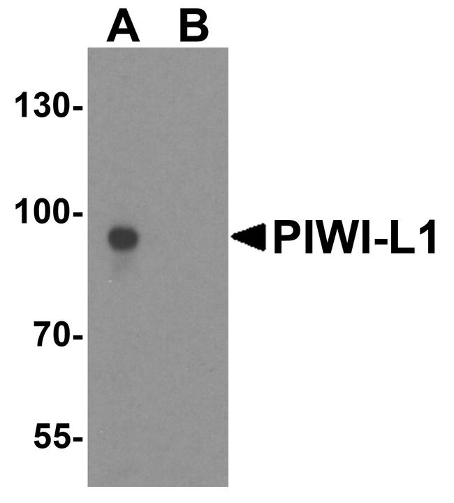 PIWIL1 Antibody in Western Blot (WB)