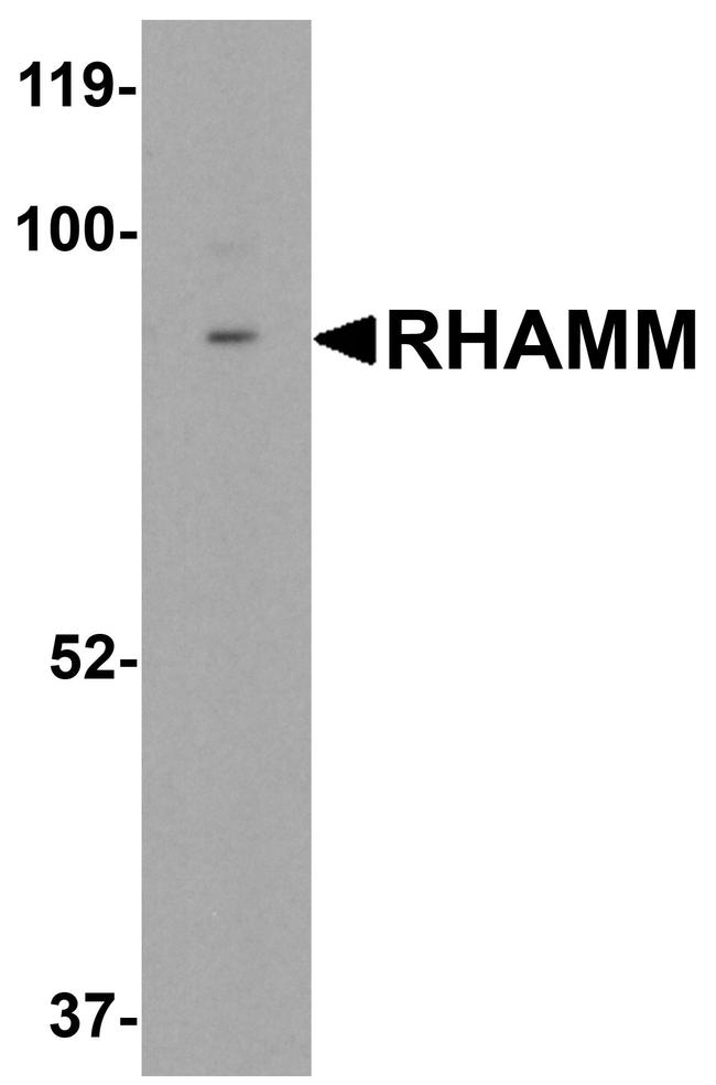 RHAMM Antibody in Western Blot (WB)