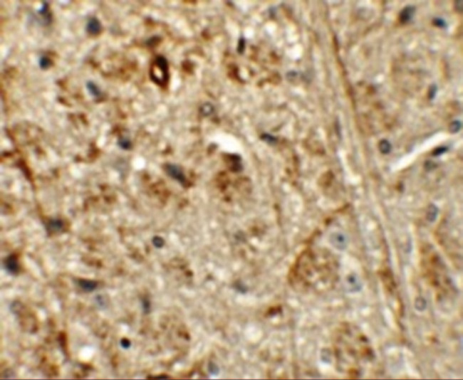 ORMDL1 Antibody in Immunohistochemistry (IHC)