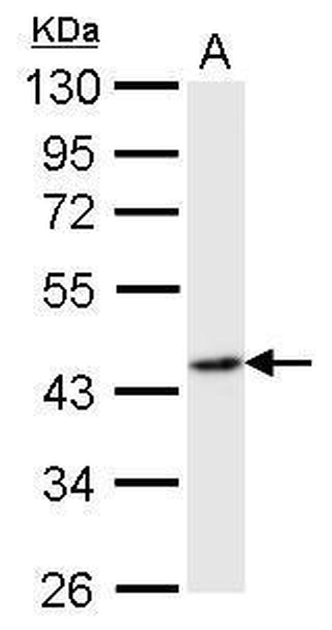 Flotillin 2 Antibody in Western Blot (WB)