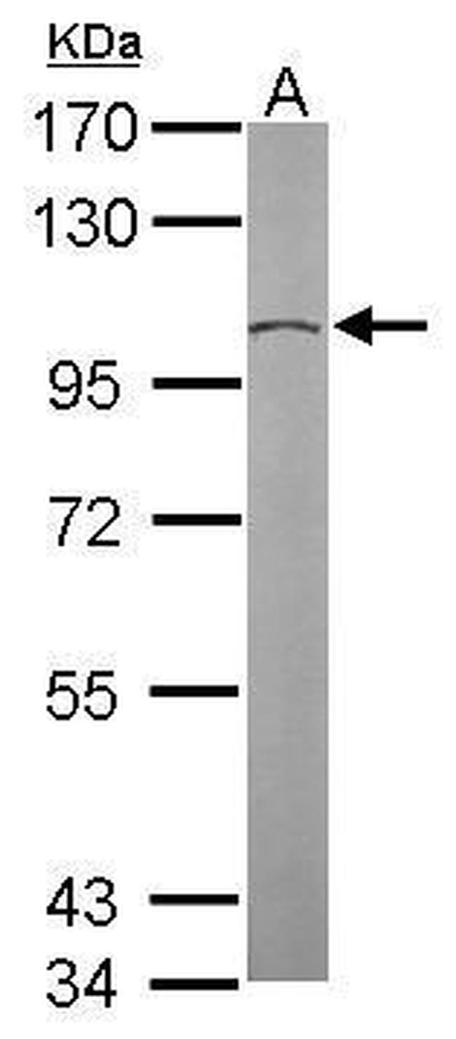 GCP2 Antibody in Western Blot (WB)