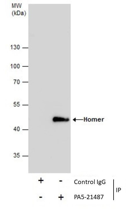 HOMER1 Polyclonal Antibody (PA5-21487)