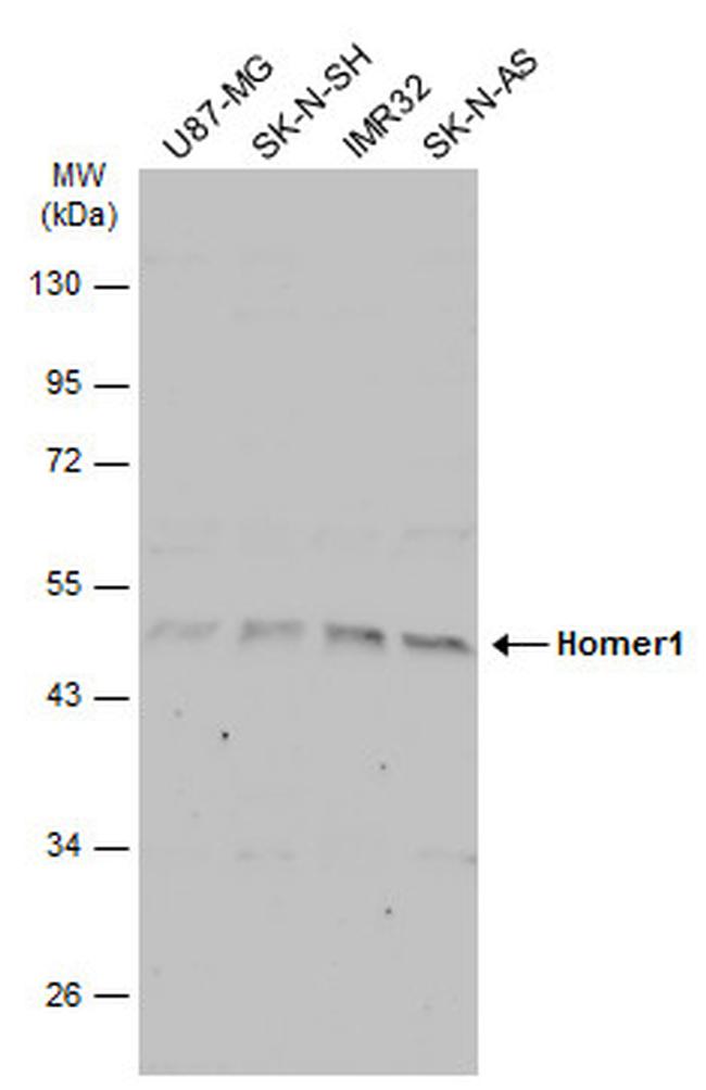 HOMER1 Antibody (PA5-21487)