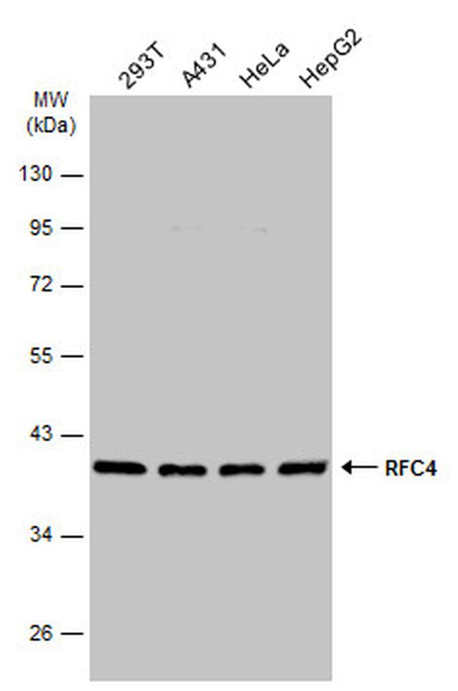 RFC4 Antibody in Western Blot (WB)