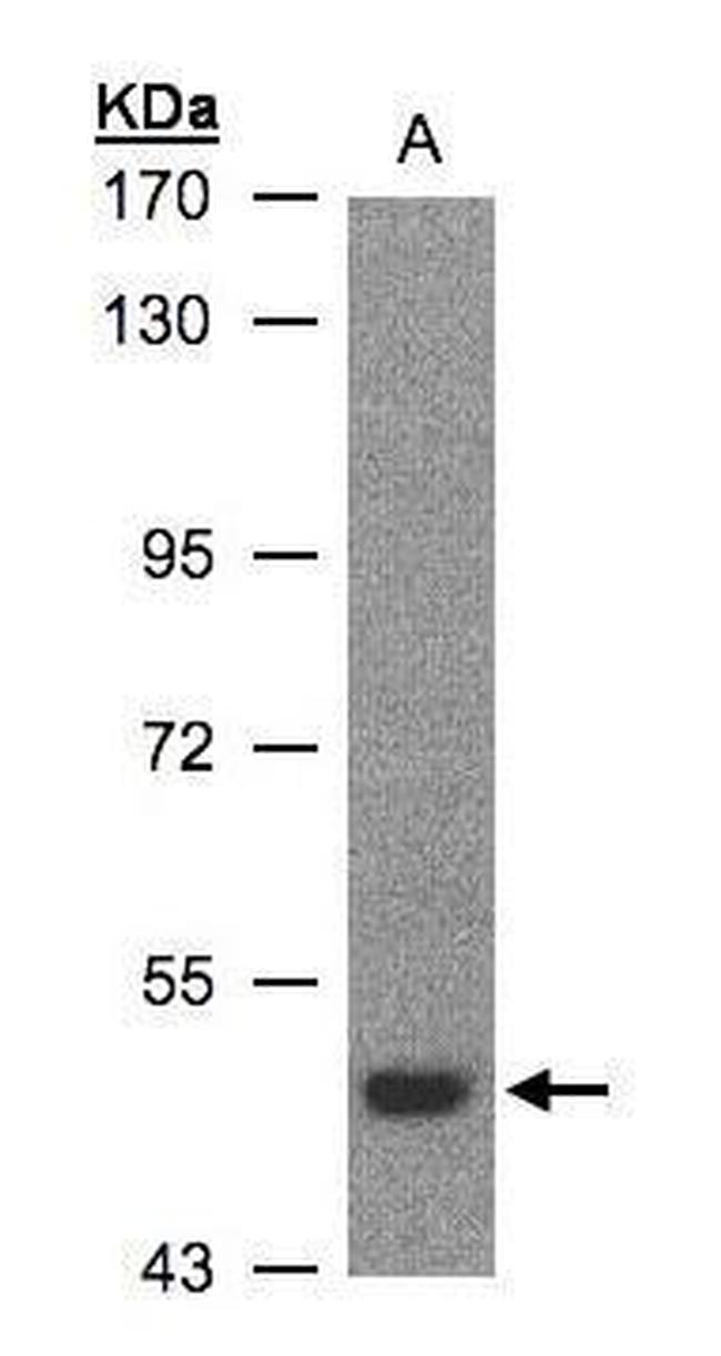 LBP Antibody in Western Blot (WB)