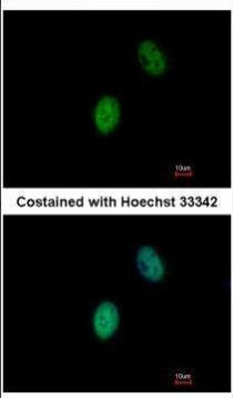 FHL5 Antibody in Immunocytochemistry (ICC/IF)