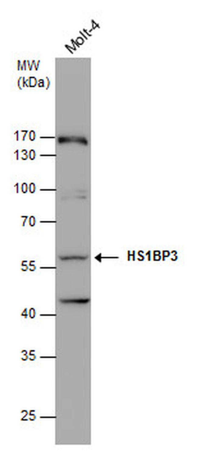 HS1BP3 Antibody in Western Blot (WB)