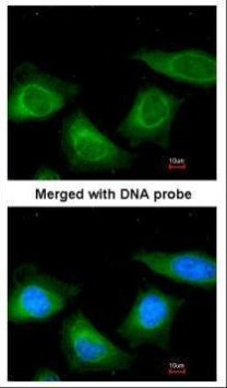 SERPINA7 Antibody in Immunocytochemistry (ICC/IF)