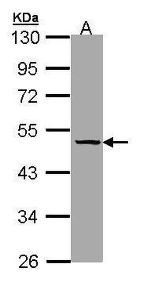 SERPINA7 Antibody in Western Blot (WB)