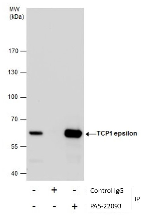 TCP-1 epsilon Antibody in Immunoprecipitation (IP)