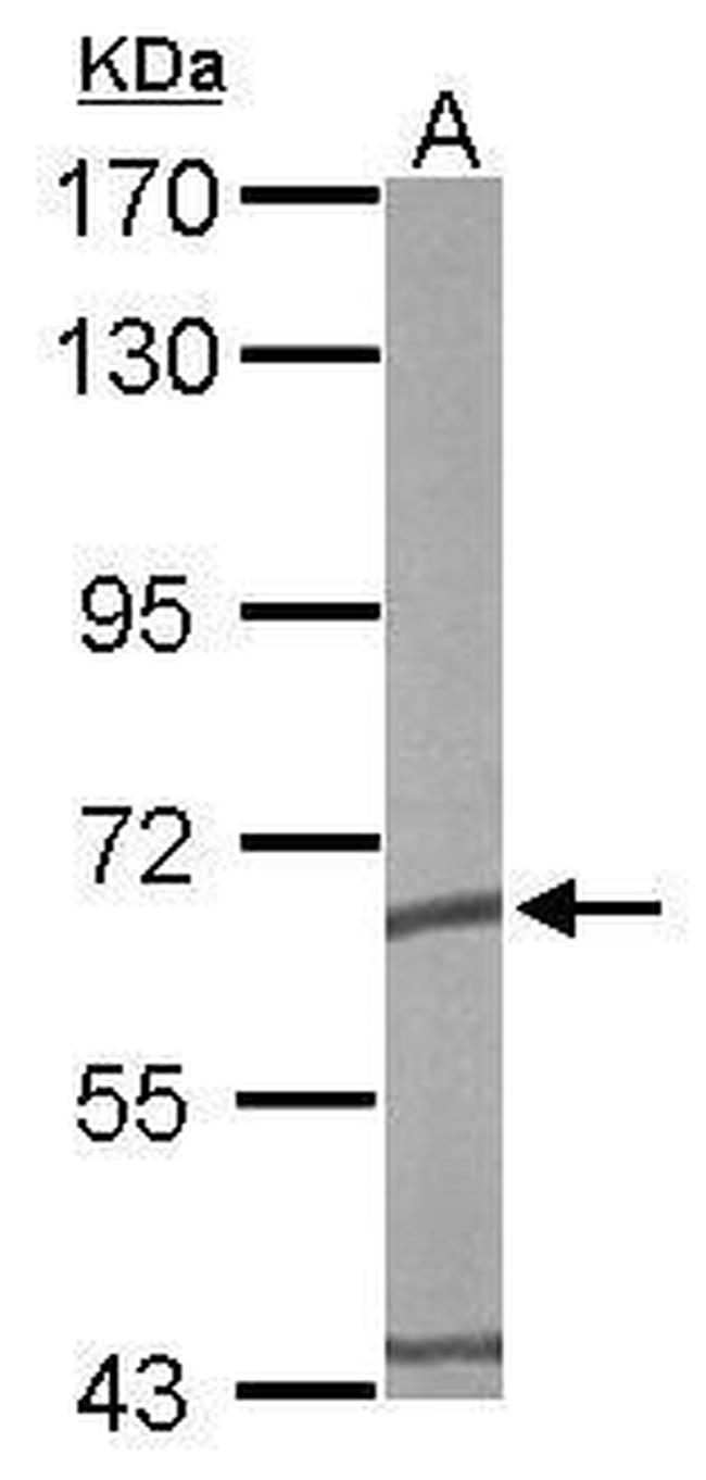 TCP-1 epsilon Antibody in Western Blot (WB)